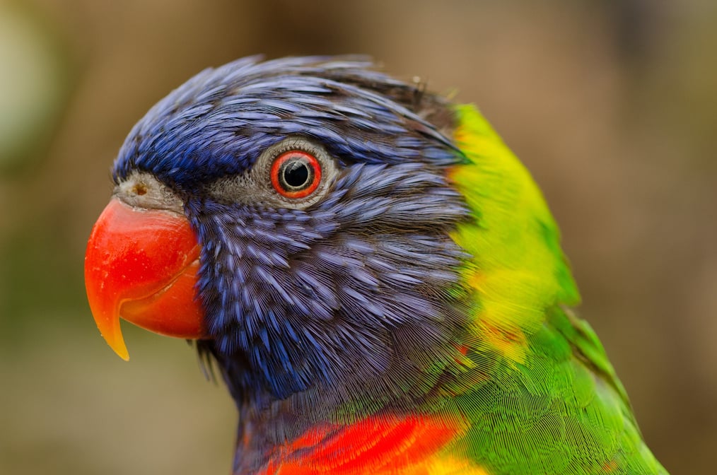 Colorful Parrot Portrait